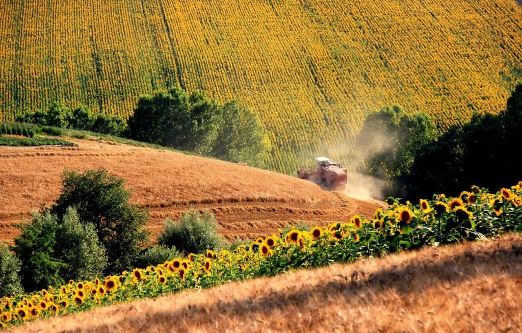 Plantaže, salaši, farme, voćnjaci, vinogradi... - Page 16 6fdf8cf9df1445e8e30964a307b94a67