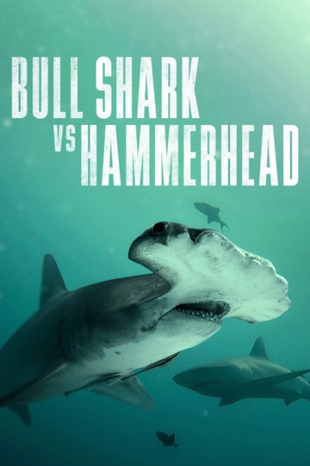 Bull Shark Vs Hammerhead (2023) 720p WEBRip x264 AAC-YTS