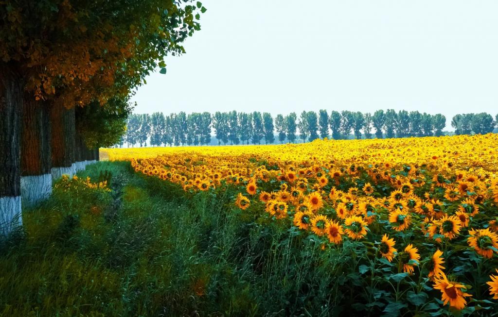 Suncokreti-sunflowers - Page 19 1f2d33ad8822e1e64243744b4f17af25