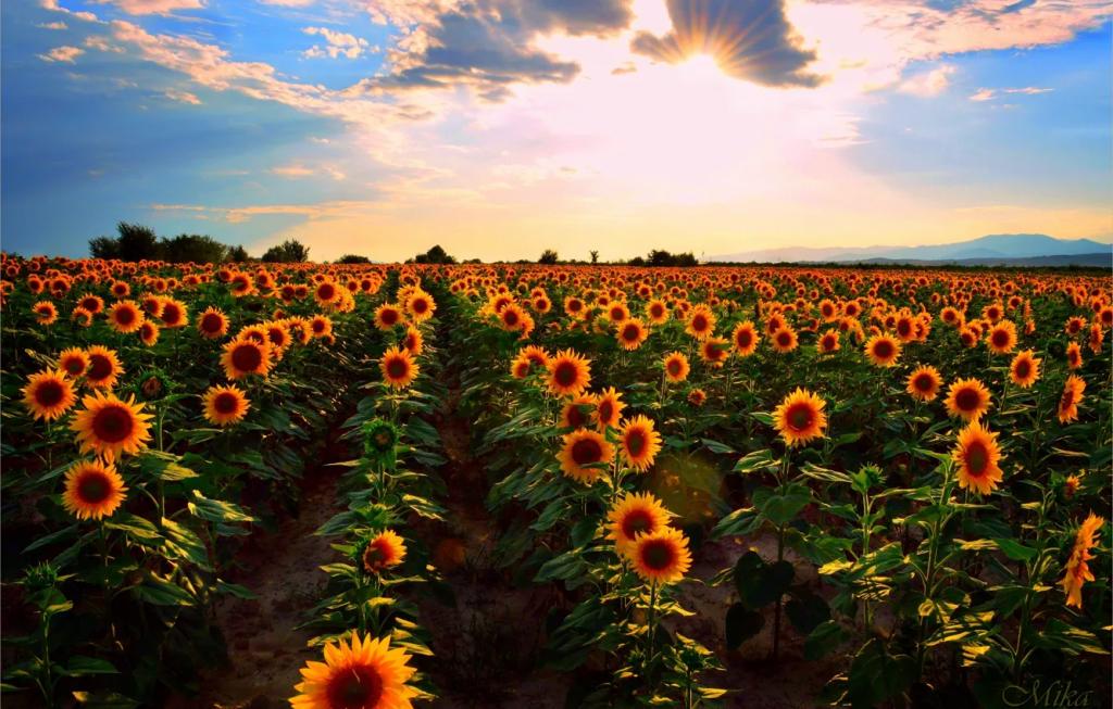 Suncokreti-sunflowers - Page 19 3e1937508e755c0b780c2883e5995942