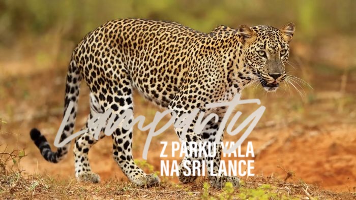 Lamparty z Parku Yala na Sri Lance / Sri Lanca Leopards of Yala (2023) PL.2160p.HDR.UHDTV.H265-OzW / Lektor PL