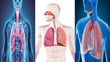 Certificate Course in Human Respiratory System