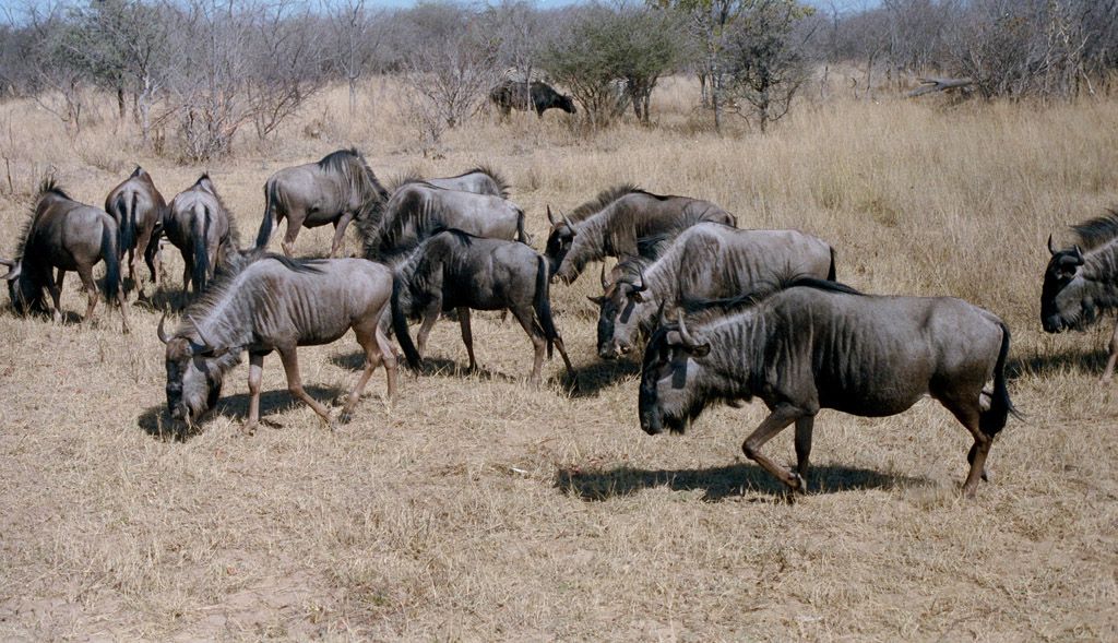 Zimbabwe - Page 10 Af9100ae3aba62f530f82bc88a654934