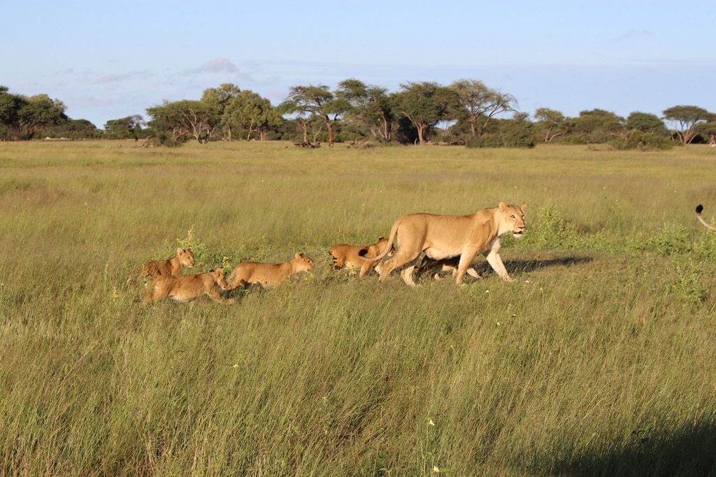 Zimbabwe - Page 10 836572e216c407090e32b24904fee045