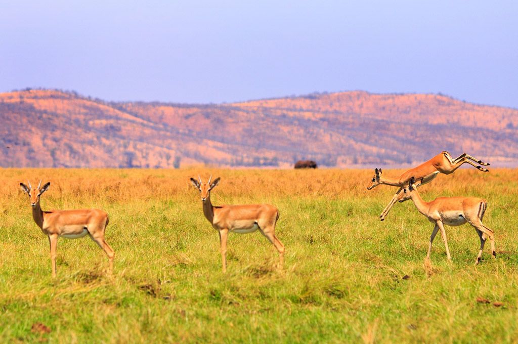 Zimbabwe - Page 10 Ba8cb70e918578aa1a2681576c439c9b