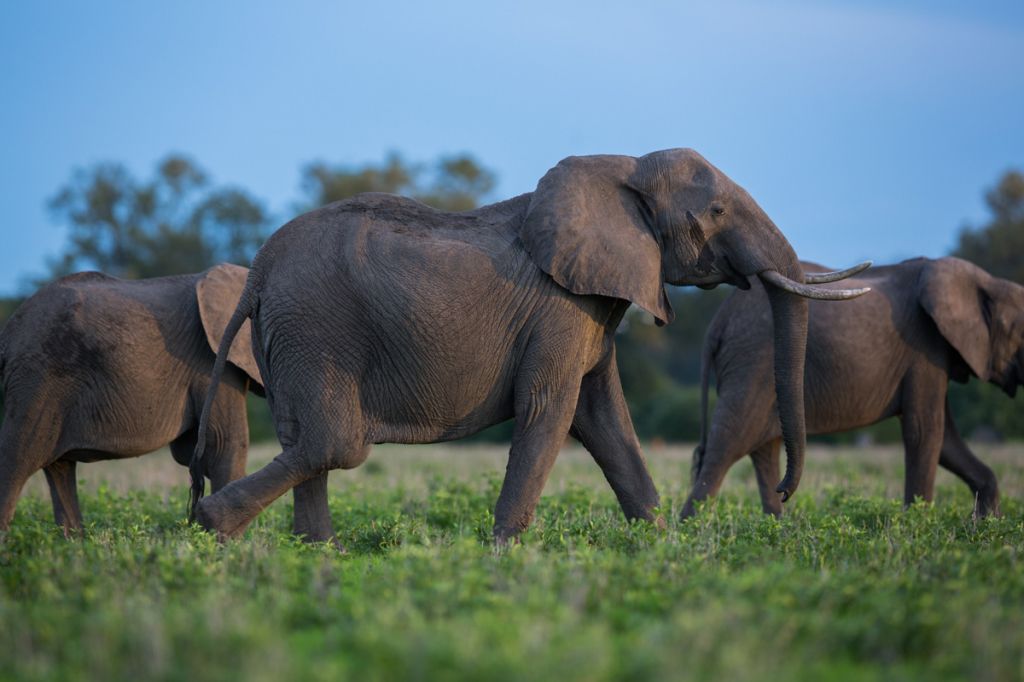 Zimbabwe - Page 10 0599bf99c62a5f2c59a0b52812a715c8