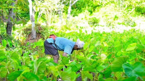 Organic Farming : Become A Profitable Natural  Farmer