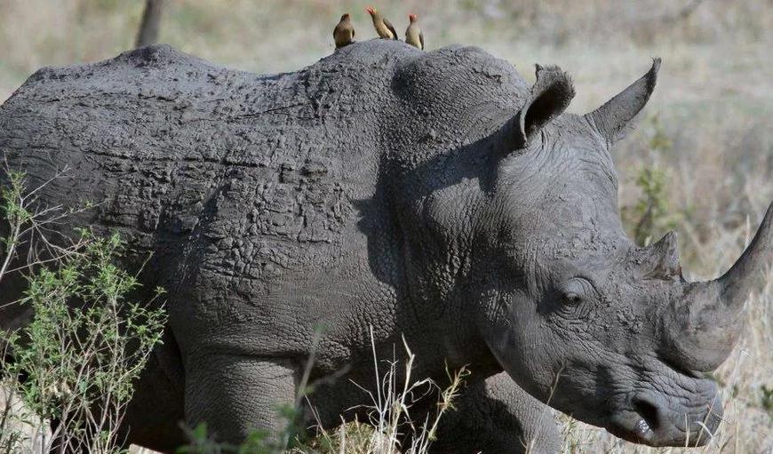 Nacionalni park Matobo u Zimbabveu 7865e71dc41f960a76a1721aa222011c