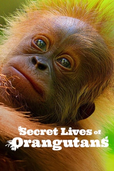 Secret Lives Of Orangutans (2024) 1080p WEBRip 5 1-LAMA F35fd3e20f6ce2ba2ac44b48a217c462