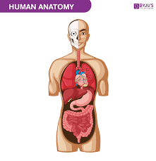 Human Anatomy and Physiology 02: General Chemistry