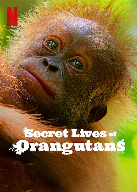 Secret Lives of Orangutans (2024) 1080p WEB h264-EDITH