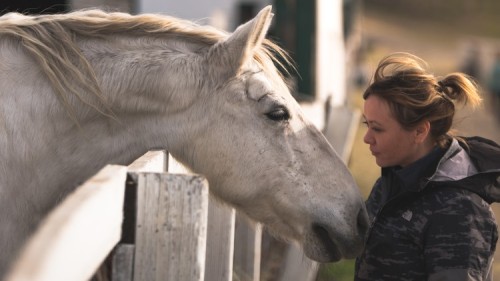 Equine Assisted Peer Support Practitioner Course