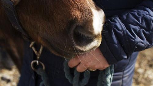 Equine Assisted Peer Support Practitioner  Course C7b08100d8cebab0d6413263dc020921