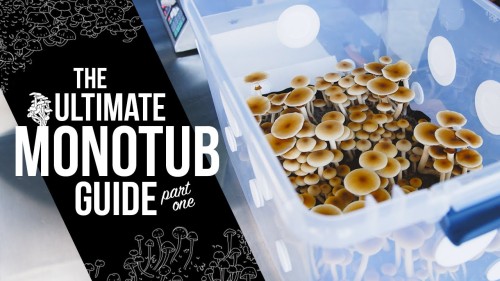 Oyster Mushrooms Cultivation Masterclass