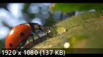 Настоящая жизнь жука | A Real Bug`s Life (1 сезон/2024/WEB-DL/1080p)