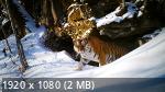 BBC.   2 ( ) | Frozen Planet II (2022/BDRip/1080p)