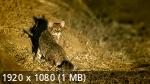    | Wild Cats of India (2020/WEB-DL/1080p)