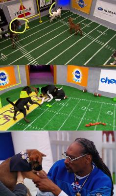 Puppy Bowl Presents 20 Years of Puppies 2024 1080p WEB h264-FREQUENCY _ac1ee98534ef6c3cb08a370818d3e394