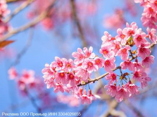 «Весна на Gusoptmir!!!» 532e11fa976afcdbc2ab41ab1b878d53