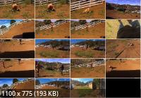 BrutalMaster - Greyhounds Brutal Pony Training (FullHD/1080p/1.66 GB)